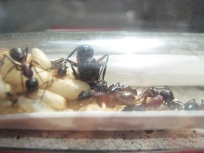 Ants 015.jpg