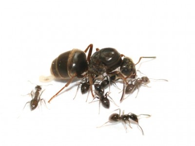 LAsius.jpg