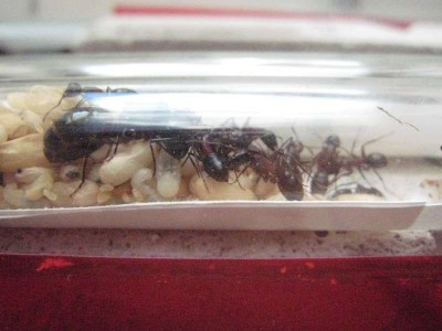 Ants 011.jpg
