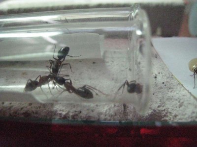 Ants 026.jpg