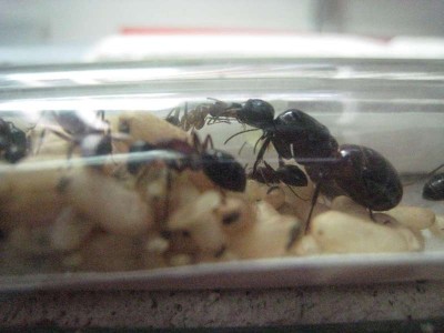 Ants 024.jpg