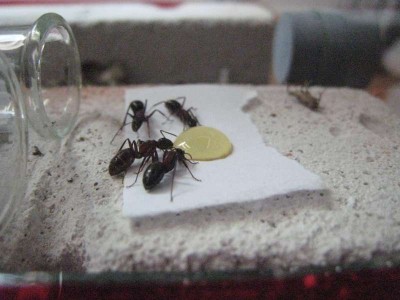 Ants 027.jpg