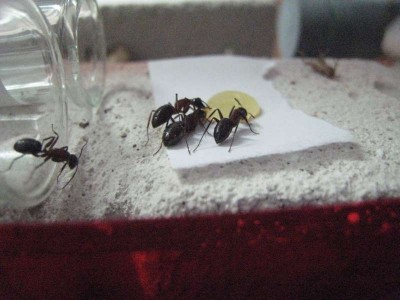 Ants 023.jpg