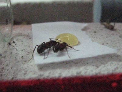 Ants 022.jpg