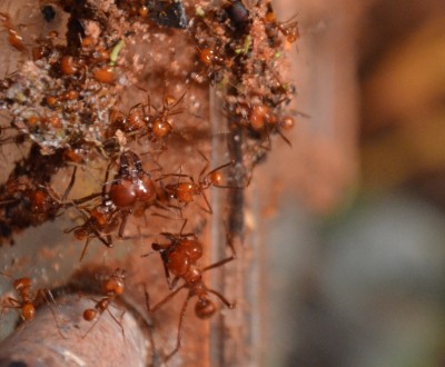 Large soldiers will attack anything as soon as a small disturbance is made. Tapping the side or top of an acrylic chamber or even merely opening the top to the terrarium will send the ants into a defensive frenzy, unleashing vicious and merciless large soldiers everywhere. / royals.jpg royals.jpg