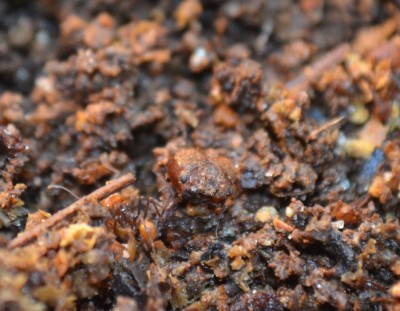The refuse chamber; a small member of the garbage crew passes by the empty "skull" of a long-dead old soldier. The garbage pits are also the ant state's graveyards. / DSC_0216.JPG DSC_0216.JPG