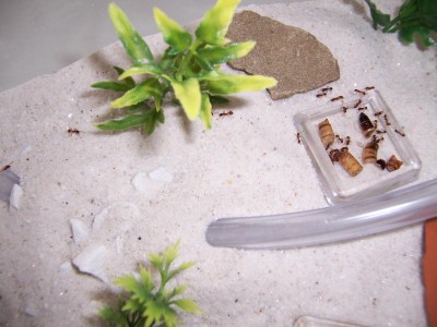 Ant_Feed_09.jpg