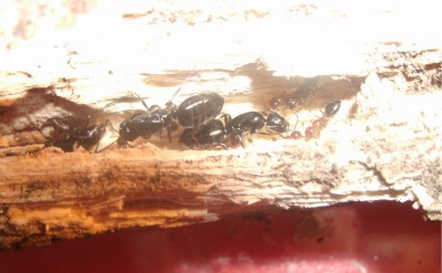 lateralis 3.jpg (333.56 KiB) 14665-mal betrachtet lateralis 3.jpg