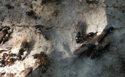 camponotus dalmaticus.jpg