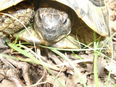 schildkröte.jpg