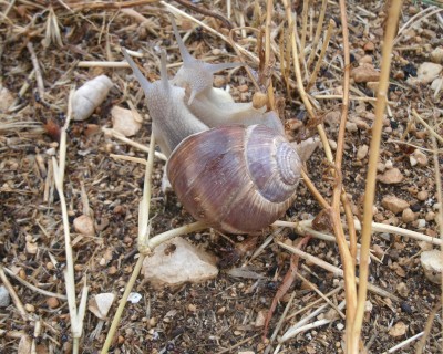 schnecken^1.jpg