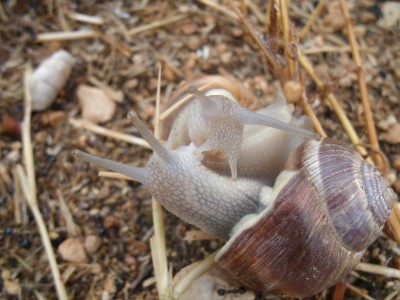 schnecken2.jpg