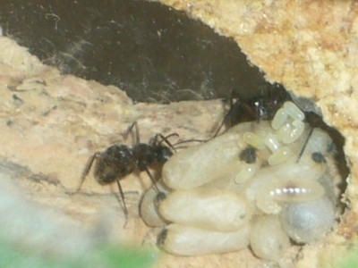 Obere Brutkammer.JPG