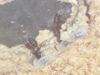 Untere Brutkammer.JPG