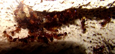 ant_closeup_02.jpg