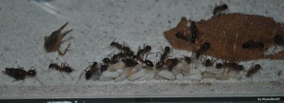 Puppen werden an der Scheibe gelagert / nigriceps_Puppen_Scheibe1.jpg nigriceps_Puppen_Scheibe1.jpg