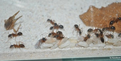 Puppen werden an der Scheibe gelagert / nigriceps_Puppen_Scheibe2.jpg nigriceps_Puppen_Scheibe2.jpg