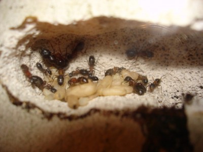 Linke obere Kammer.JPG