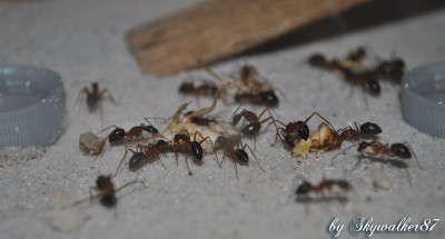Camponotus_nigriceps_Futter_1.jpg