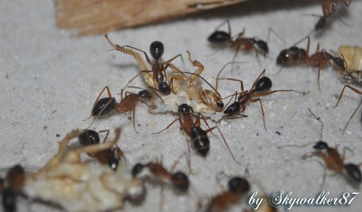 Camponotus_nigriceps_Futter_2.jpg