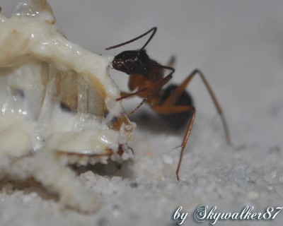 Camponotus_nigriceps_Futter_3.jpg