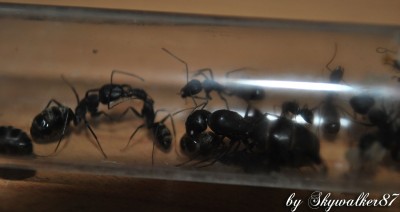 rufoglaucus feae_Ankunft1.jpg