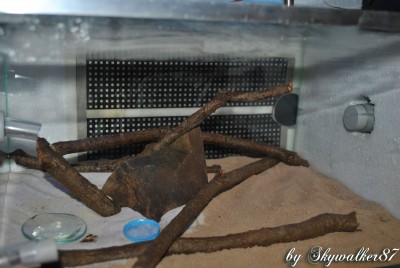 rufoglaucus feae_Arena_tag.jpg