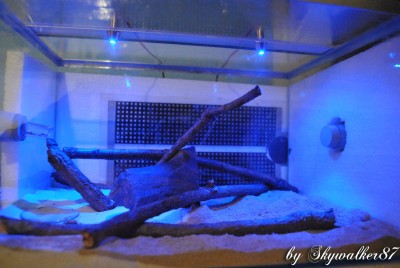 rufoglaucus feae_Arena_nacht.jpg