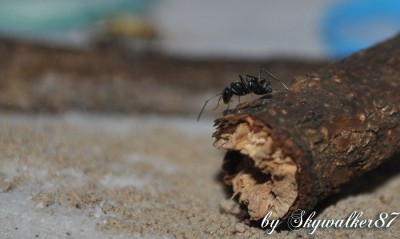 rufoglaucus feae_1.jpg