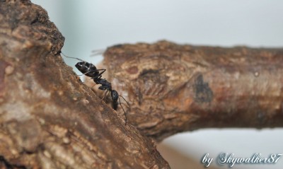 rufoglaucus feae_2.jpg