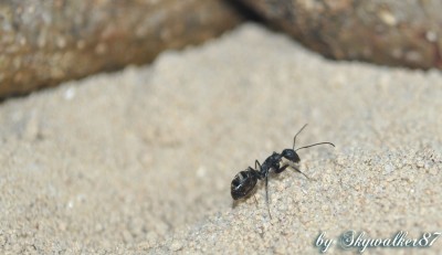 rufoglaucus feae_3.jpg