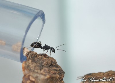 rufoglaucus feae_4.jpg