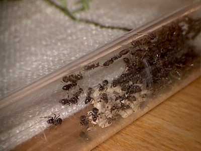 Lasius310314_1.jpg