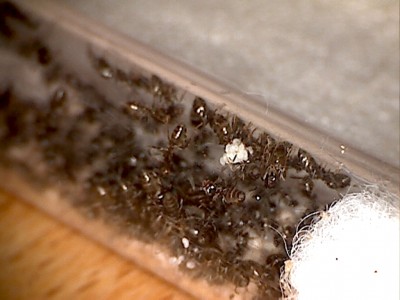 Lasius310314_2.jpg