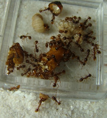Ants_03.jpg