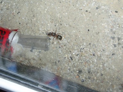 Königin von oben 2.JPG