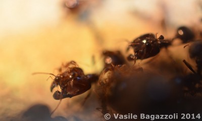 DSC_0045a antstore.jpg