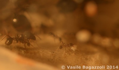 DSC_0095a antstore.jpg