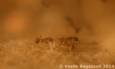 DSC_0097a antstore.jpg