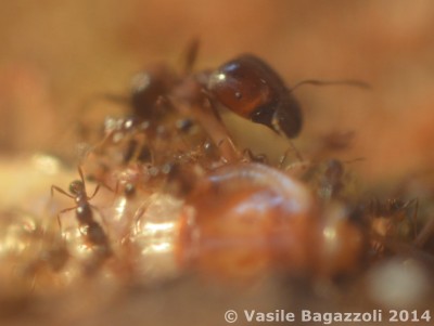 DSC_0111a antstore.jpg