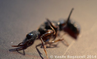 DSC_0066a antstore.jpg
