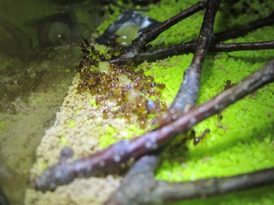 Myrmica spec. klein.jpg