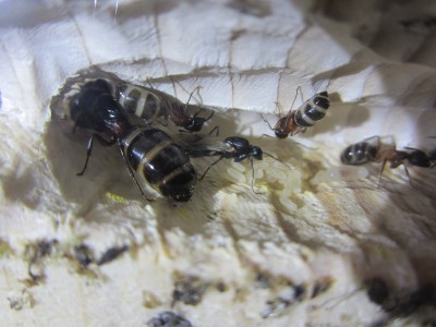 Männchen2014 klein.jpg