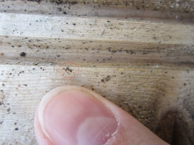 Lasius winzigensis.jpg