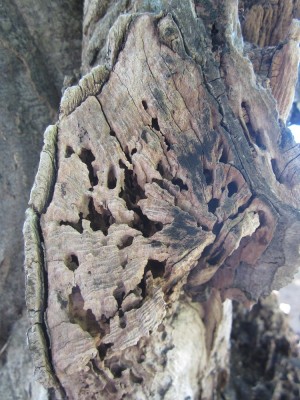 verlassenes Nest 1.JPG