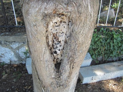 verlassenes Nest2.JPG