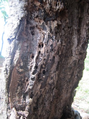 verlassenes Nest3.JPG