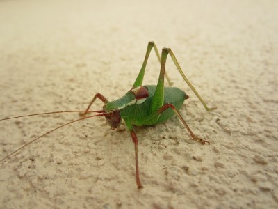 Heuschrecke1.jpg