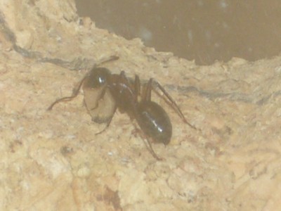 Arbeiterin mit Puppenhülle.JPG