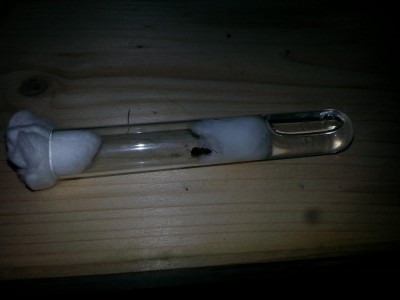 20140812_123132 (1000x750).jpg